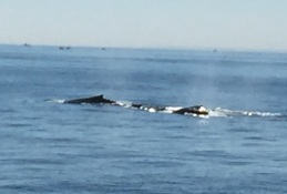 2017-07-16 Gloucester Whale Watching 31