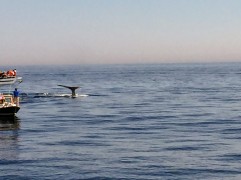 2017-07-16 Gloucester Whale Watching 42