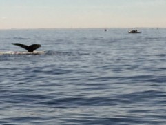 2017-07-16 Gloucester Whale Watching 43